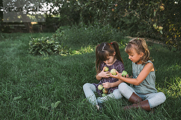 Zwei junge Mädchen sammeln Äpfel auf dem Bauernhof