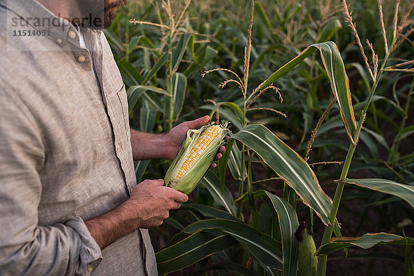 Landwirt mit frisch geerntetem Mais  mittlerer Abschnitt