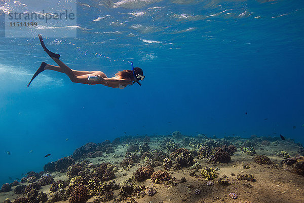 Unterwasseransicht einer Frau beim Schnorcheln  Oahu  Hawaii  USA