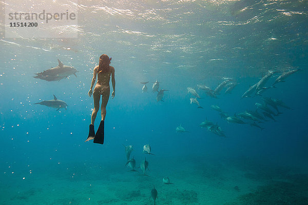 Unterwasseransicht einer Frau beim Schnorcheln mit Meereslebewesen  Oahu  Hawaii  USA