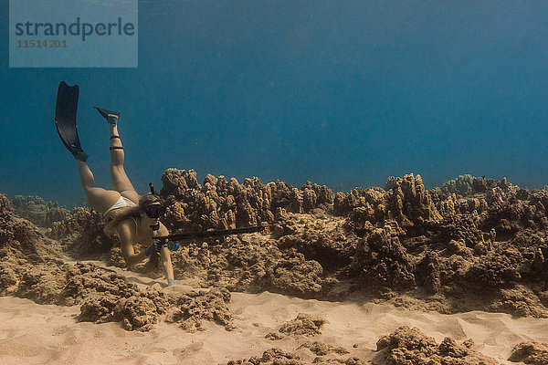 Unterwasseransicht einer Frau beim Speerfischen  Oahu  Hawaii  USA