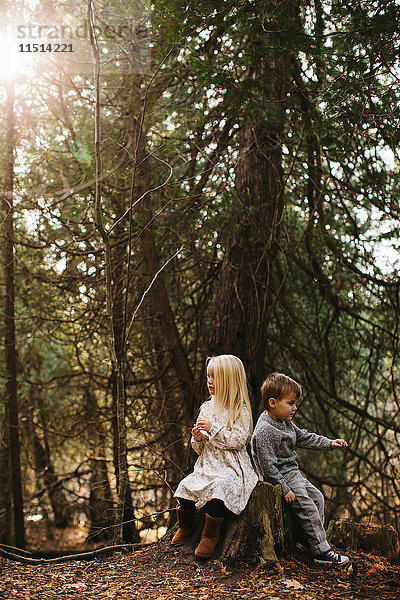 Geschwister sitzen auf Baumstumpf im Wald