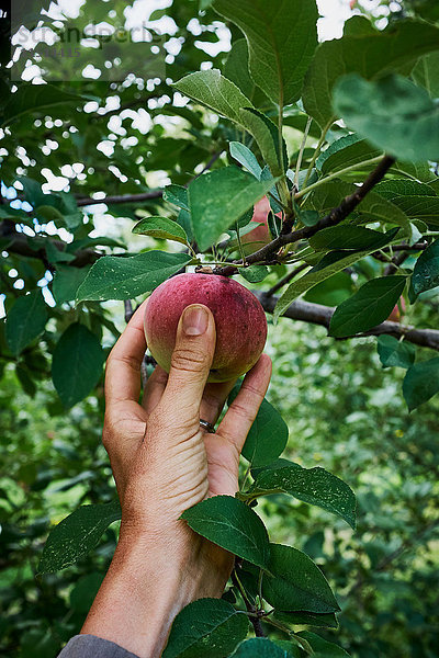 Frauenhand greift zum Pflücken des roten Apfels vom Apfelbaum