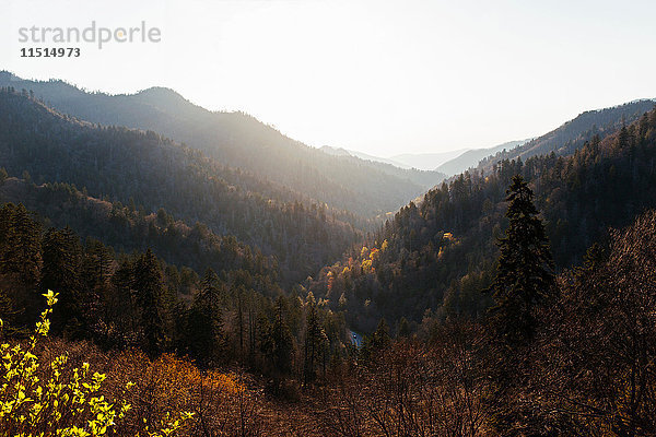 Landschaftliche Ansicht der Bergwälder vom Aussichtspunkt im Shenandoah-Nationalpark  Virginia  USA