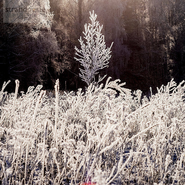 Frost auf Ästen im Winterwald