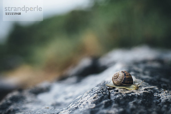 Nahaufnahme einer Schnecke auf einem Felsen