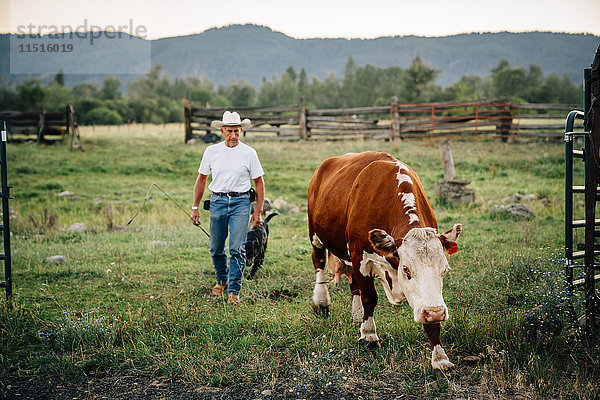 Kaukasischer Bauer und Hund beim Spaziergang mit Kuh