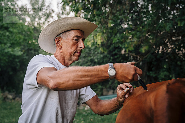 Kaukasischer Landwirt  der einer Kuh einen Impfstoff injiziert