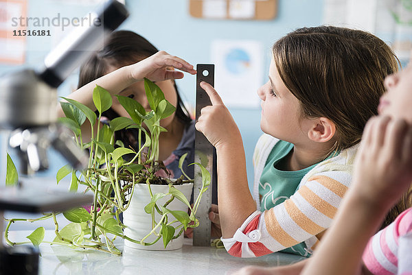 Mädchen messen das Wachstum einer Pflanze im Klassenzimmer