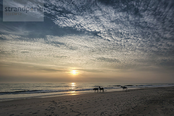 Entfernte Pferde am Strand bei Sonnenuntergang