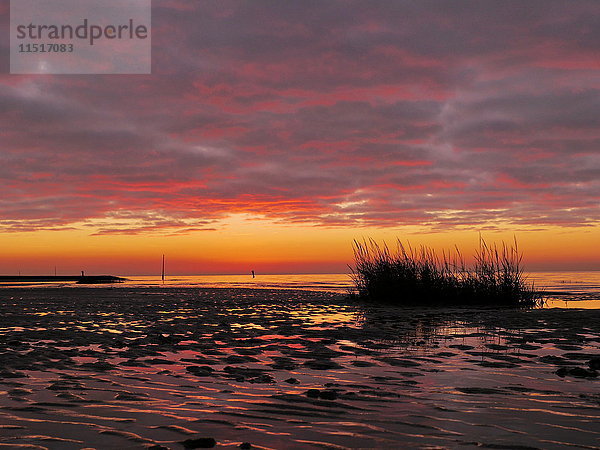 Niedersächsisches Wattenmeer  Sahlenburg  Niedersachsen  Deutschland  Europa