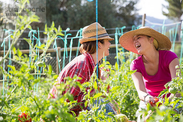 Zwei junge Gärtnerinnen lachend bei der Pflege von Tomatenpflanzen auf Biobauernhof