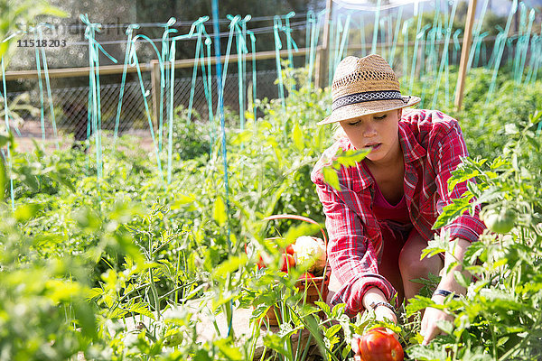 Junge Gärtnerin pflegt Tomatenpflanzen auf Biobauernhof