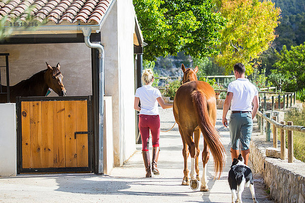 Rückansicht von männlichen und weiblichen Pferdepflegern  die Pferde in ländlichen Ställen führen