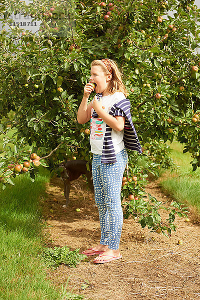 Mädchen isst Apfel im Apfelgarten