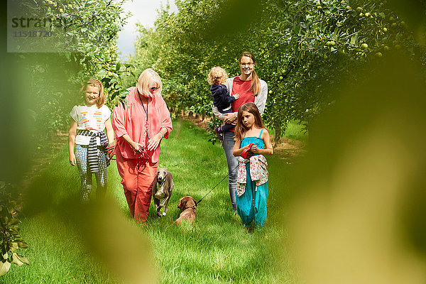 Familien-Spazierhund im Apfelgarten