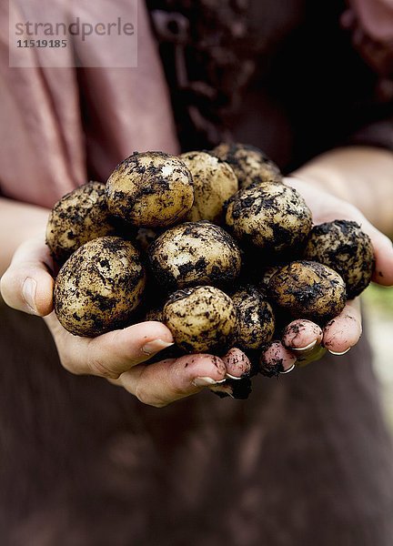 Neue Kartoffeln in den Händen
