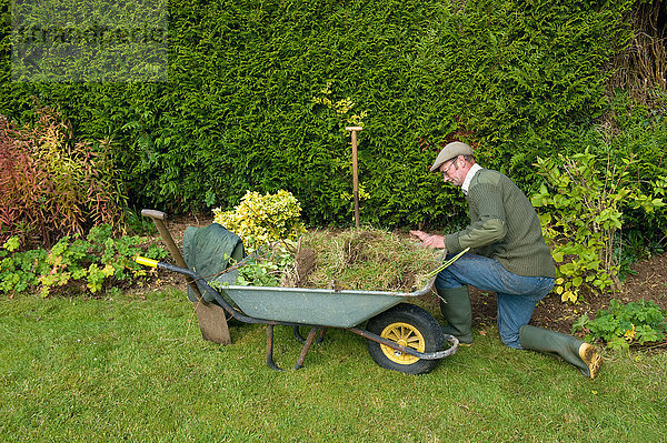 Erwachsener Mann kniend bei der Gartenarbeit mit Schubkarren