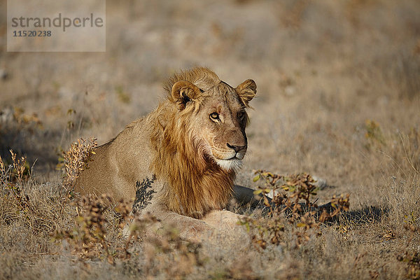 Löwe liegt in trockener Ebene  Namibia  Afrika