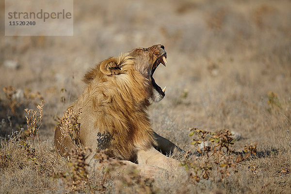 Löwe liegt mit offenem Maul in trockener Ebene  Namibia  Afrika