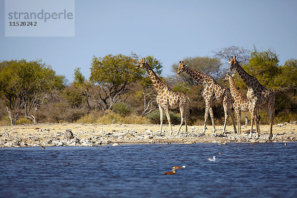 Giraffen und Jungtiere am Seeufer  Namibia  Afrika