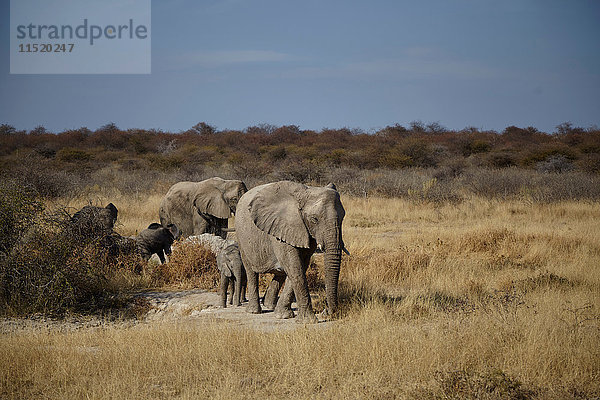 Weibliche und juvenile Elefanten zu Fuss in der trockenen Ebene  Namibia  Afrika