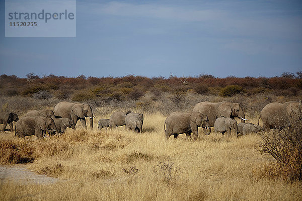 Herde erwachsener und jugendlicher Elefanten zu Fuss in arider Ebene  Namibia  Afrika