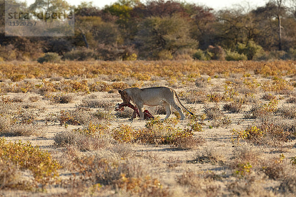Löwin beim Fressen von Kadavern in der trockenen Ebene  Namibia  Afrika