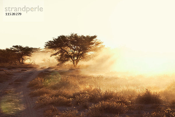 Staubige  trockene Ebene und unbefestigte Piste bei Sonnenuntergang  Namibia  Afrika