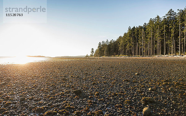 Strand und Wald bei Sonnenaufgang  Rathrevor Beach Provincial Park  Vancouver Island  British Columbia  Kanada