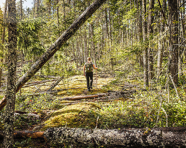 Weibliche Wanderin im Wald am Comox Lake  Coutenay  Vancouver Island  British Columbia  Kanada