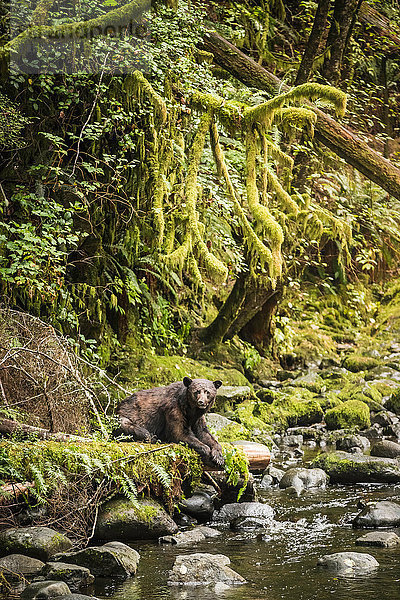 Porträt eines Schwarzbären  der am Flussufer auf Lachsfang wartet  Ucluelet  Vancouver Island  British Columbia  Kanada