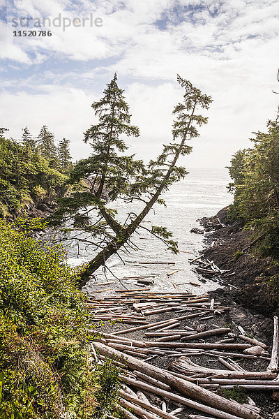 Treibholzstämme am Strand verstreut  Wild Pacific Trail  Vancouver Island  British Columbia  Kanada