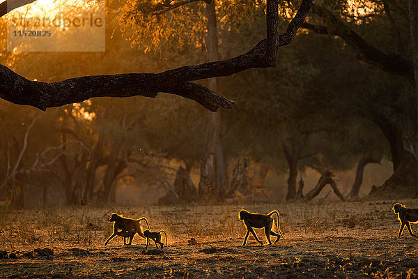 Gruppe erwachsener und juveniler Paviane (Papio cynocephalus ursinas)  bei Sonnenuntergang im Gegenlicht  Mana Pools National Park  Simbabwe