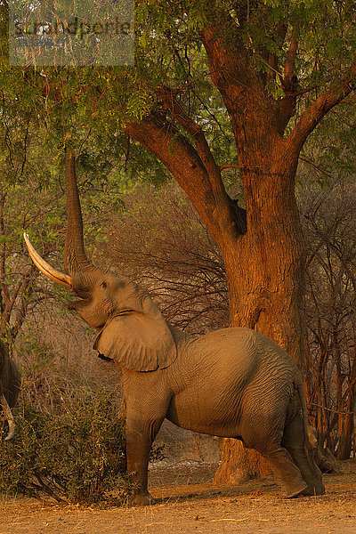 Elefantenbulle (Loxodonta africana) greift nach Baumblättern und frisst sie  Mana Pools National Park  Simbabwe
