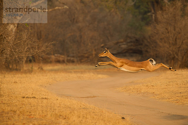 Weiblicher Impala (Aepyceros melampus) springt in der Luft über den Feldweg  Mana Pools National Park  Simbabwe