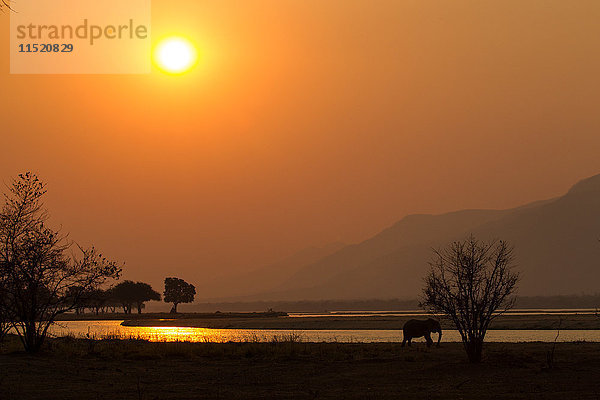 Elefant (Loxodonta africana) am Sambesi-Fluss bei Sonnenuntergang  Mana Pools National Park  Simbabwe