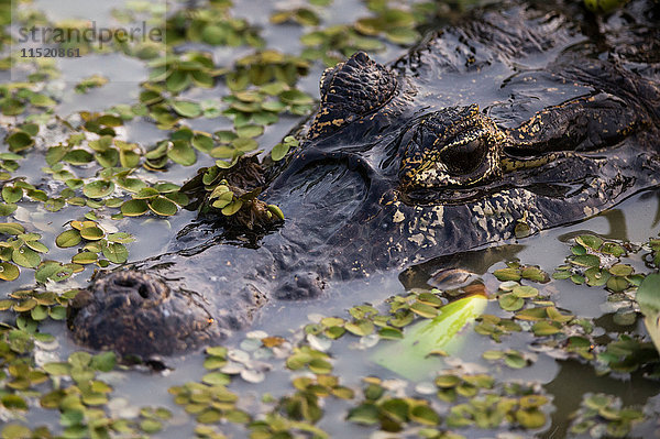Kopfschuss eines Yacare-Kaimans (Caiman crocodylus yacare) in Feuchtgebietsgewässern  Pantanal  Mato Grosso  Brasilien