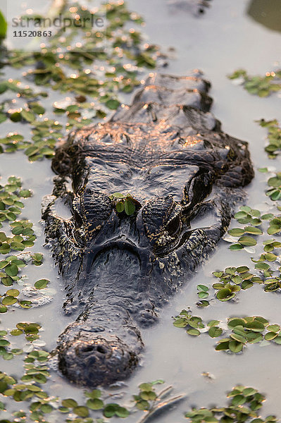 Kopfschuss eines Yacare-Kaimans (Caiman crocodylus yacare) in Feuchtgebietsgewässern  Pantanal  Mato Grosso  Brasilien