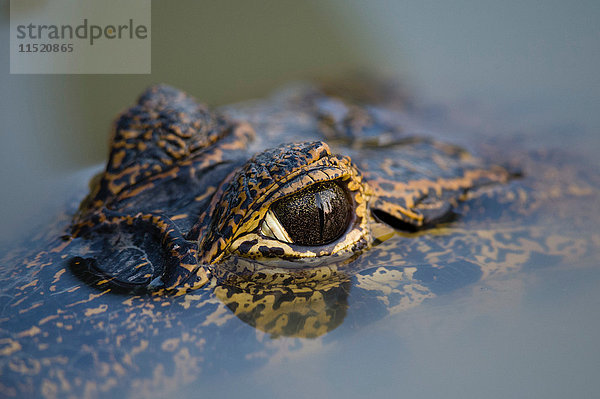Nahaufnahme des Auges des Yacare-Kaimans (Caiman crocodylus yacare) auf der Wasseroberfläche  Pantanal  Mato Grosso  Brasilien