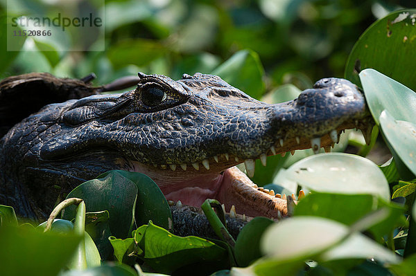 Kopfschuss von zwei Yacare-Kaimanen (Caiman crocodylus yacare) in einem Feuchtgebiet  Pantanal  Mato Grosso  Brasilien