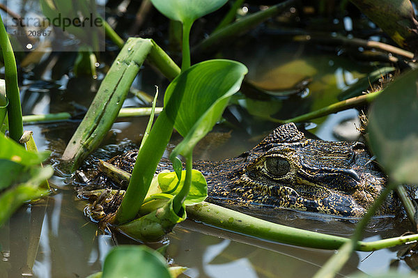 Kopfschuss eines Yacare-Kaimans (Caiman crocodylus yacare) in Feuchtgebietsgewässern  Pantanal  Mato Grosso  Brasilien