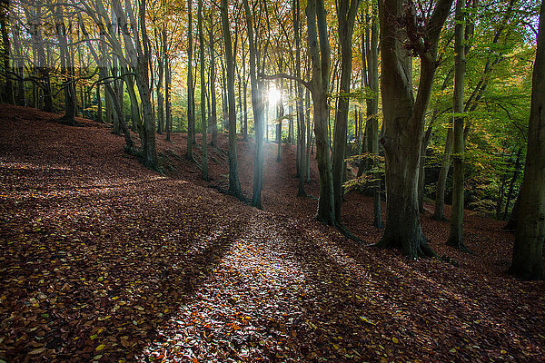 Sonnenlicht durch Bäume im Wald  Cheltenham  UK
