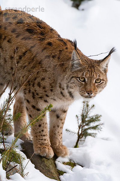 Europäischer Luchs (Lynx linx)  Nationalpark Bayerischer Wald  Bayern  Deutschland