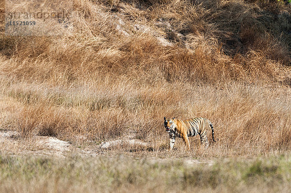 Bengalischer Tiger (Panthera tigris tigris)  Bandhavgarh-Nationalpark  Indien