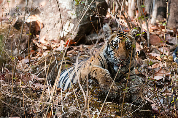 Bengalisches Tigerjunges (Panthera tigris tigris)  Bandhavgarh-Nationalpark  Indien