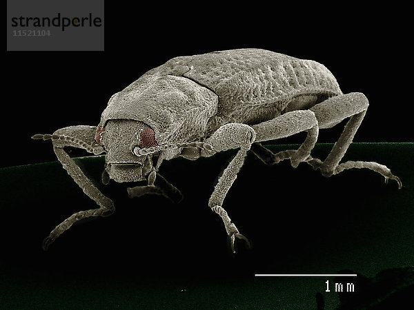 Rasterelektronenmikroskopische Aufnahme eines Riffle-Käfers (Coleoptera: Elmidae)