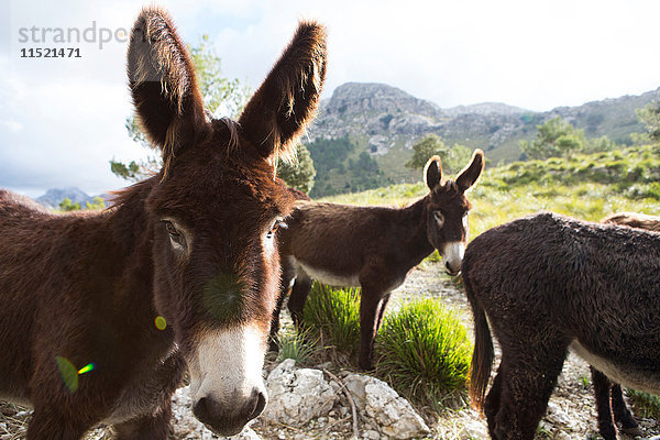 Katalanische Esel im La Tramuntana-Gebirge  Mallorca  Spanien