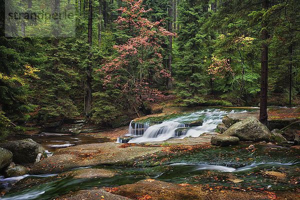 Polen  Sudetengebirge  Szklarka Bach in der Herbstlandschaft des Bergwaldes