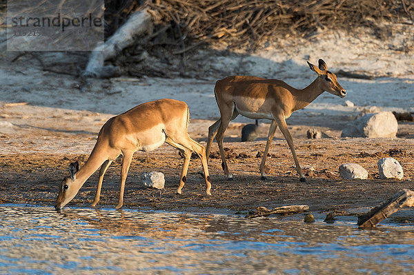 Zwei Impalas (Aepyceros melampus) trinken im Fluss  Savuti-Sumpf  Chobe-Nationalpark  Botswana